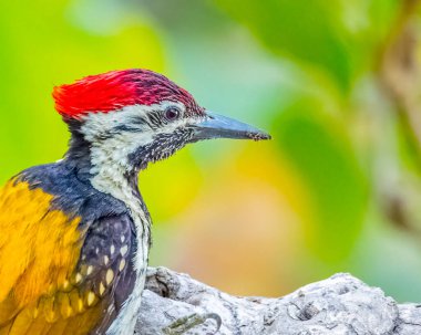 Siyah bir alevin kafasından vurulmuş ağaçkakan.