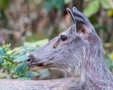 Geriye bakan bir Sambhar Geyiği