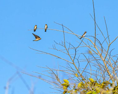Ağaçta dinlenen kırlangıçlar
