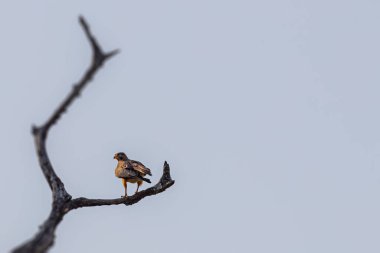 Beyaz Gözlü Şahin ağaçta dinleniyor