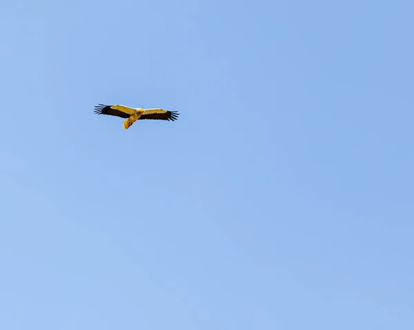 Mavi Gökyüzünde Uçan Mısırlı Bir Akbaba — Stok fotoğraf