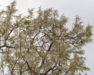 Vahşi doğada açan bir sal ağacı