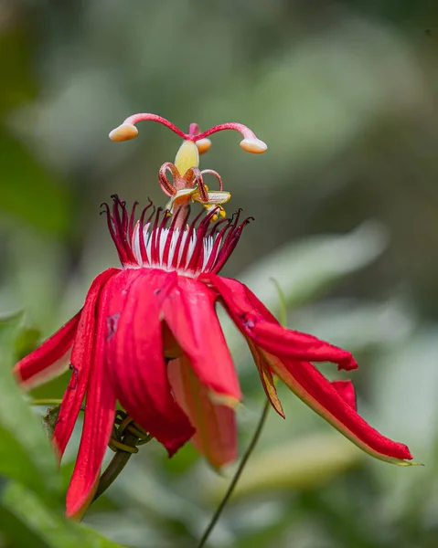 园中盛开的一朵红花 — 图库照片