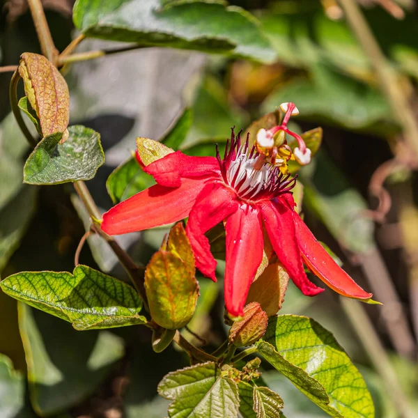 Uma Flor Paixão Vermelha Plena Floração Selvagem — Fotografia de Stock