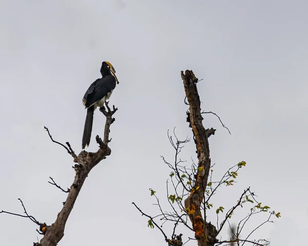 Egy Pied Malabar Hornbill Egy Tetején — Stock Fotó