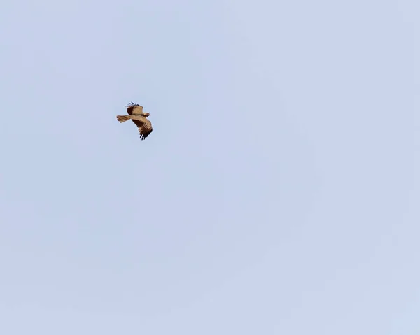 Uma Águia Bootada Voando Céu — Fotografia de Stock