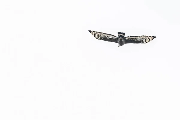 Змеиный Орел Полете — стоковое фото