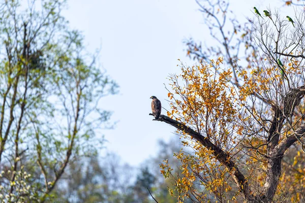 Ένας Ερπετός Αετός Σκαρφαλωμένος Ένα Δέντρο — Φωτογραφία Αρχείου