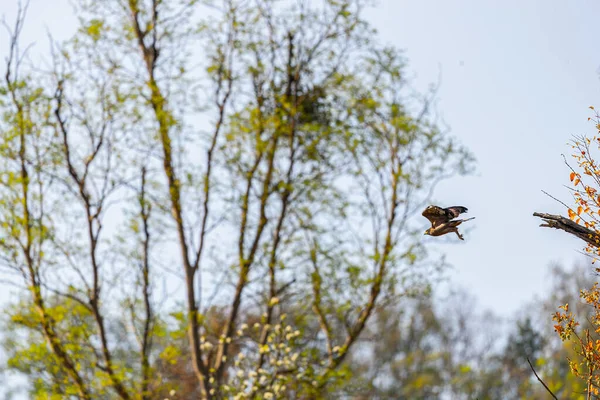 毒蛇鹰从树上飞走 — 图库照片
