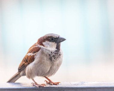 Bir erkek serçe kameraya bakıyor.