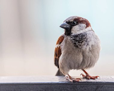 Erkek serçeye yakın çekim