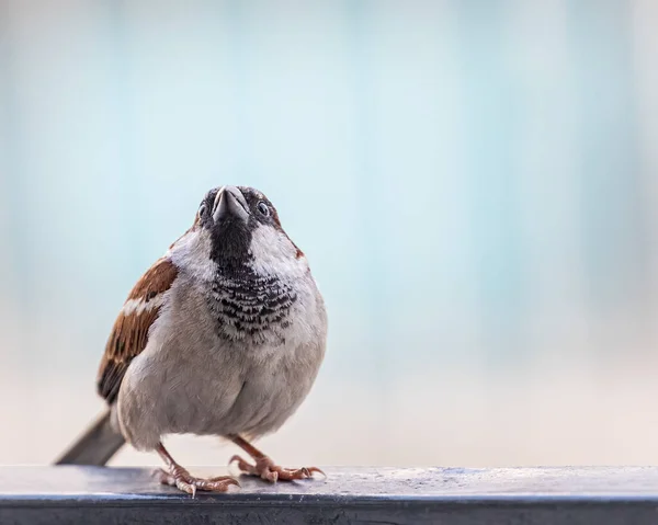 Ein Männlicher Sperling Blickt Auf Sein Nest — Stockfoto