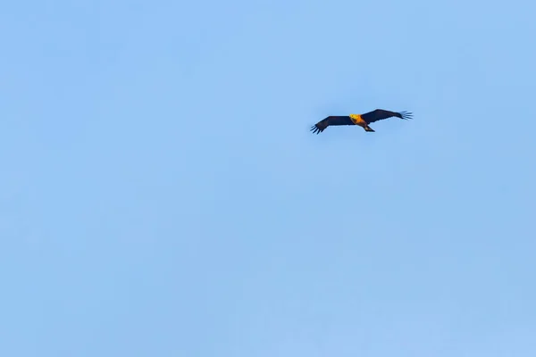 Fish Eagle Flight Looking — Stock Photo, Image