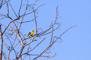 Ağaçta dinlenen bir loora