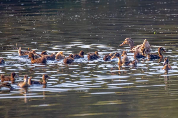Pato Com Seus Patinhos Num Lago — Fotografia de Stock