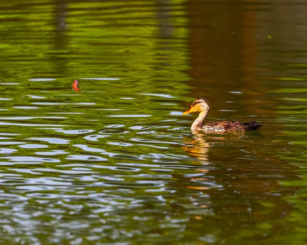 Mancha Faturado Pato Nadando Água — Fotografia de Stock