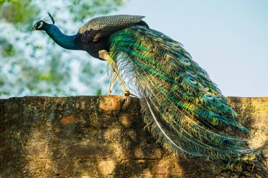 Duvarda yürüyen bir tavus kuşu