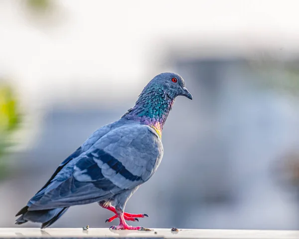 Eine Taube Hebt Ihr Bein — Stockfoto