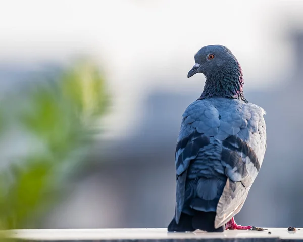 Pigeon Sitting Wall Looking Back — Stock Photo, Image