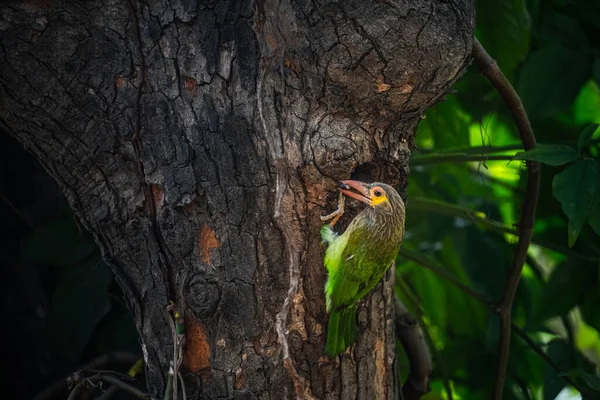 Brown Headed Barbet Its Nest — Stock Photo, Image