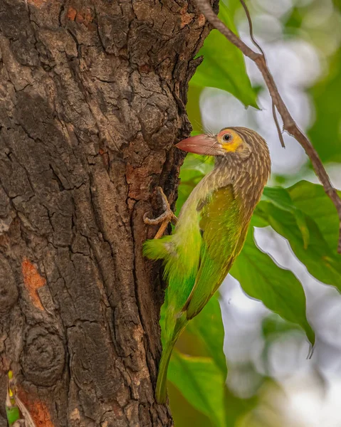 Brown Headed Barbet Resting Its Nest — Stock Photo, Image