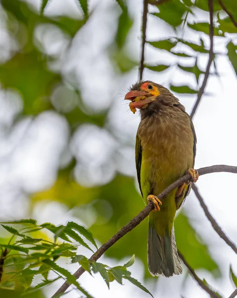 Brown Headed Barbet Food Its Mouth — Stockfoto