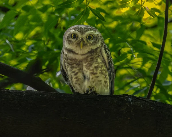 Spotted Owl Watching Alert Mood — Stock Photo, Image