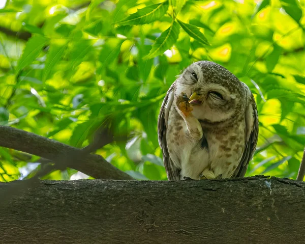 Spotted Owl Making Face — Stock Photo, Image