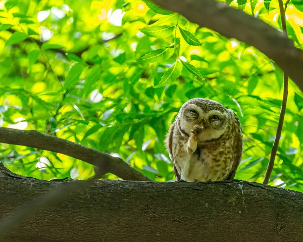 Spotted Owl Catching Something Its Paw — Stock Photo, Image
