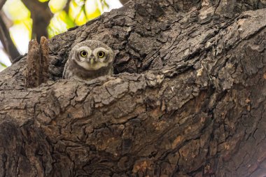 Bir Benekli Baykuş yuvasında oturuyor