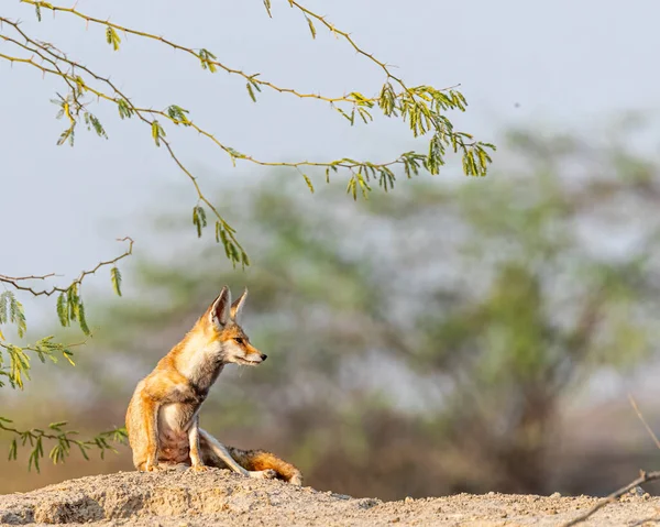 A female desert fox basking