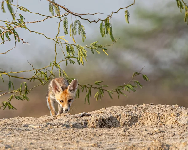 A juvenile desert fox in desert