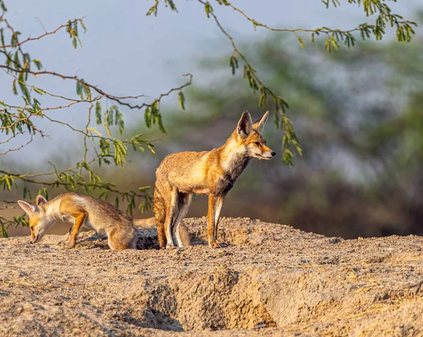 A juvenile desert fox coming out of Den