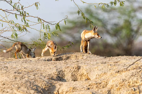 沙漠狐狸家族在它的巢穴与幼鸟 — 图库照片