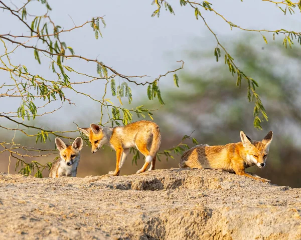 Desert Fox family basking in morning