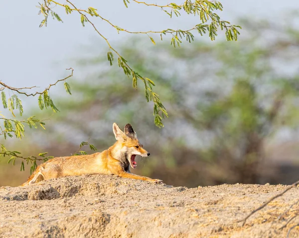 Desert fox yawning on a sand doom