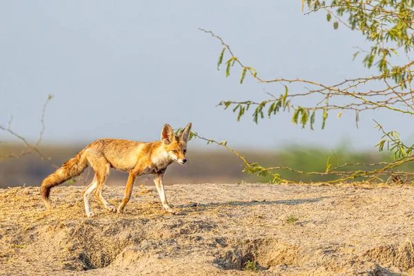 A desert Fox on a run