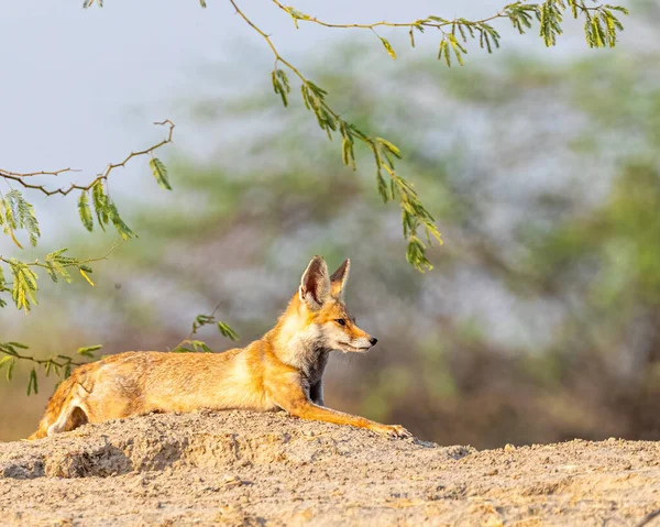 A Desert Fox resting near Den