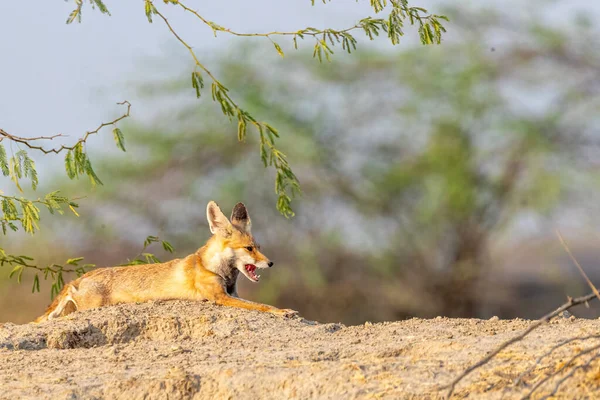 Desert Fox Open Mouth — Stock Photo, Image
