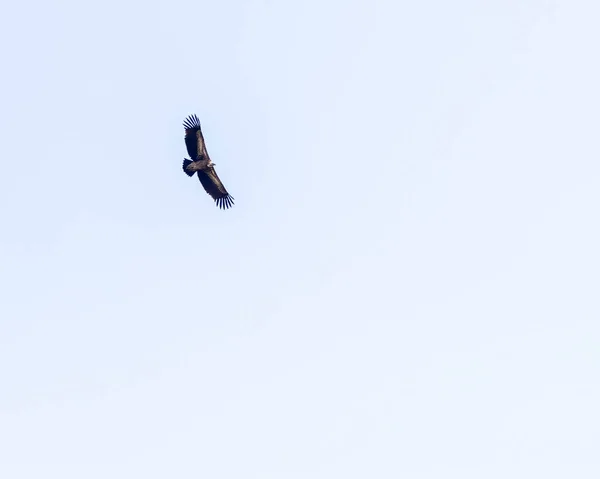Himalyan Griffon Flying High Sky — Stock Photo, Image