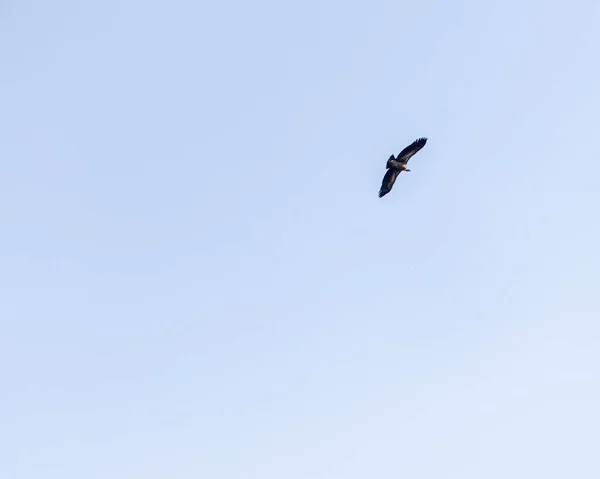 Een Himalyan Griffon Vlucht Blauwe Lucht — Stockfoto