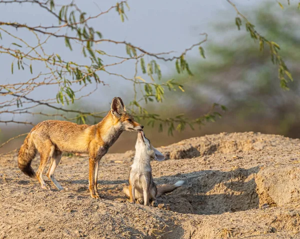 Desert Fox with its juvenile