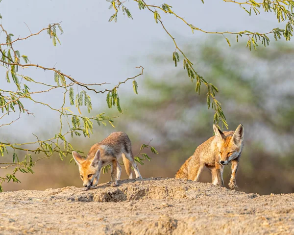 Juvenile of desert fox having food a rat