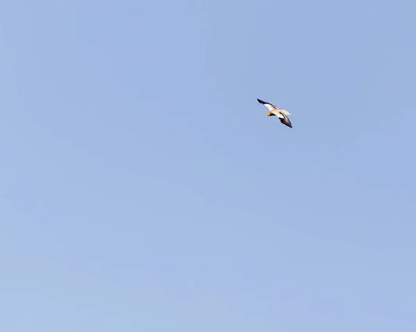 Ein Ägyptischer Geier Fliegt Blauem Himmel — Stockfoto