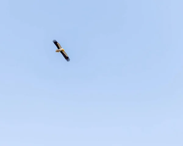 Mavi Gökyüzünde Bir Mısırlı Akbaba — Stok fotoğraf