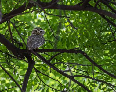 Benekli bir baykuş geriye bakıyor