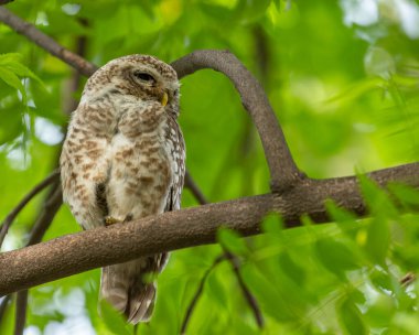 Benekli bir baykuş yan tarafa bakıyor