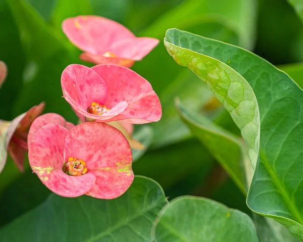 Euphorbia Flower Blooming Garden — Stock Photo, Image