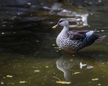 Benekli ördek gölde dinleniyor.