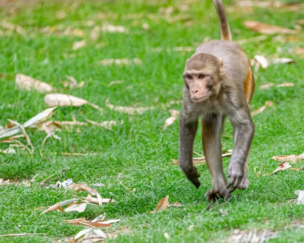 초원에서 뛰어다니는 원숭이 — 스톡 사진